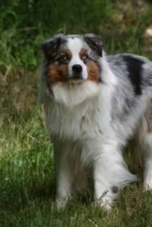 Australian Shepherd Deckrüde blue merle mit top Abstammung in Bayern 