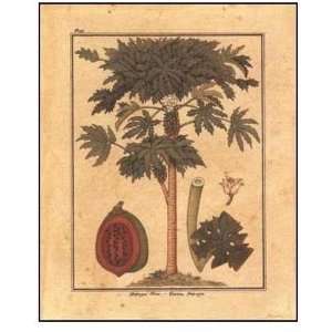 Papaya Tree Poster Print