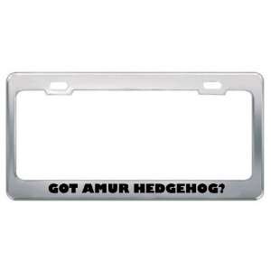  Got Amur Hedgehog? Animals Pets Metal License Plate Frame 