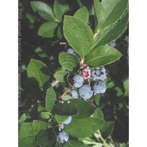  Vaccinium ONeal   Blueberry, Southern Patio, Lawn 