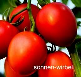 Tomate Roma   sehr aromatisch mit eiförmigen Früchten  
