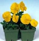 Pansy Supreme Yellow 25 Flower Seeds*Bright All Season*  