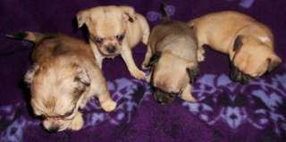 Mops/Chihuahuamixwelpen in Nordrhein Westfalen   Wegberg  Hunde 