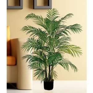   USA zeusd1 CALA 4270448 Areca Silk Palm Tree 4 Inch