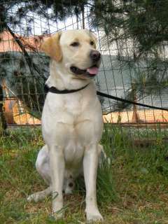 Labrador Retriever maschio disponibile per a Rho    Annunci