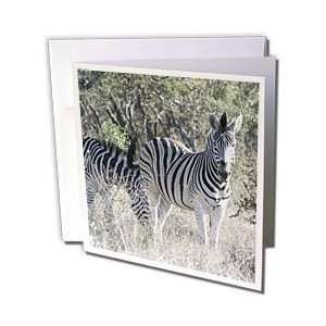  Safari Animals   South African 2 Zebras front view   Greeting Cards 