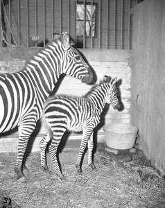 4x5 NEG. Mother Zebra w/ Baby Brookfield Zoo Chicago  