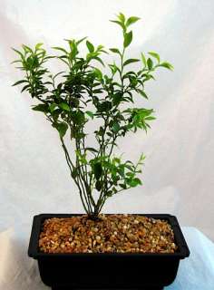 Top Hat Blueberry Bonsai Tree   Patio, Indoors or Out  