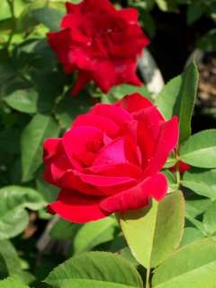   Red Hybrid Tea Rose 2 Gal Bush Plants Plant Landscape Roses  