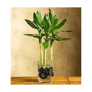 Plants   Plants by 1800Flowers   Lucky Bamboo