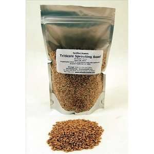 Organic Triticale Seeds  1 Lbs  Triticale Grain Seed Sprouting 