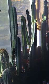 no bare root plants all my cactus ship in their