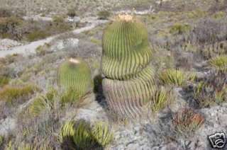 50 Echinocactus grandis CACTUS MEXICO SEED ARIOCARPUS  