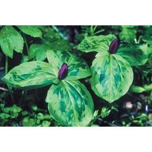  25 Trillium Red Toad Patio, Lawn & Garden