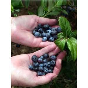  Little Giant Blueberry Plant   Small Plant/Huge Harvest 