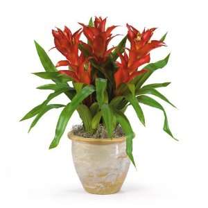  Triple Star Bromeliad 