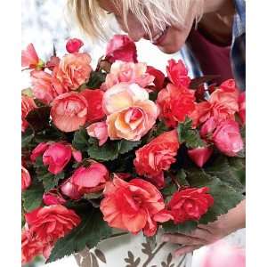 com Fragrant Double Begonia Odorosa 2 Bulb   The First Truly Fragrant 