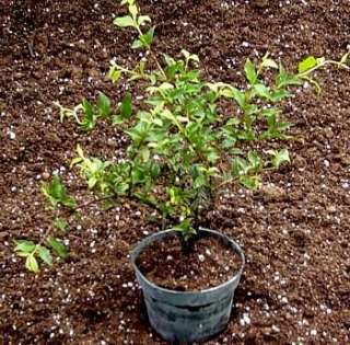 Dwarf Barbados Cherry Plant   Bonsai/Houseplant   4 pot  