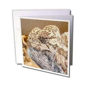  Taiche Photography   Reptiles Chameleon   Greeting Cards 6 