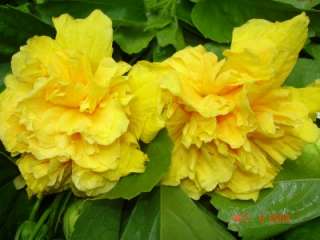 Hibiscus Plant Tropical Large Double Yellow Flowers  