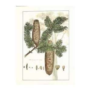   Fir Tree   Artist John Miller  Poster Size 24 X 18