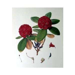  Rhododendron Fulgens    Print