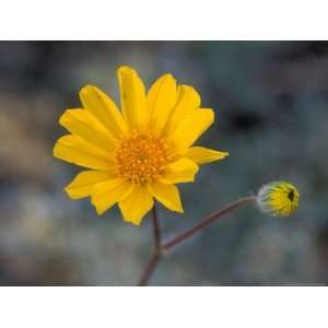 Desert Gold Wildflower, Spring, Death Valley National Park, California 