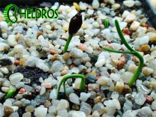 seeds germinating very slow but with succeed