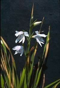 height this gladiolus a perticularly good flower for the vase