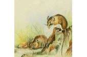 Original Wildlife Harvest Mouse Watercolour Painting  