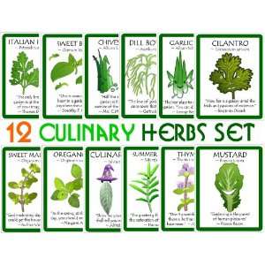  of 12 Culinary Herb Seeds   Grow Cooking Herbs   High Quality Seeds 