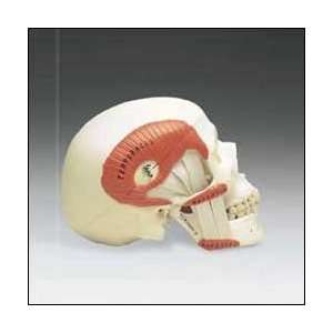  TMJ Skull Industrial & Scientific