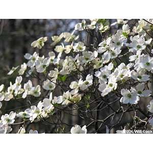  10 White Flowering Dogwood 2 3 bareroot tree Patio, Lawn 