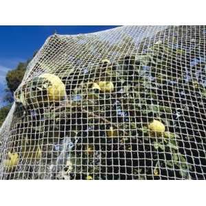  Mesh Cloth Protecting Melon Fruit Trees from Bird Attack 