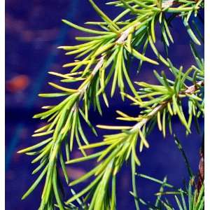 Gold Cascade Himalayan Cedar Pre Bonsai Tree   Cedrus