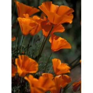 California Poppies, Antelope Valley, California, USA Photographic 