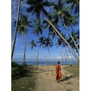 Buddhist Monk Looking up at Palm Trees Between Unawatuna and Weligama 