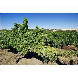 Vines at a winery vineyard, Barossa Valley, South Australia, Australia 