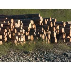  Log Storage, Wards Cove, Ketchikan, Alaska, USA Stretched 