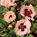Poppy Victoria Louise 25 Flower Seeds*Salmon Perennial  