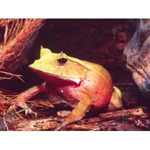  Eyelash Horn Frog, Native to Solomon Islands Stretched 