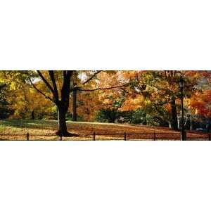 Trees in a Forest, Central Park, Manhattan, New York City, New York 
