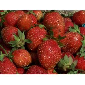  Quinalt Summerbearing Strawberry Seed Pack Patio, Lawn & Garden