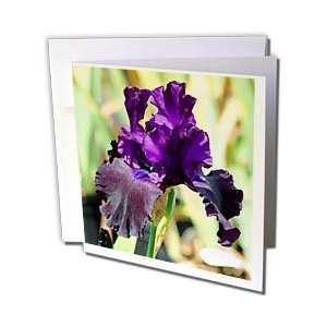  Flowers   Purple Iris   Greeting Cards 12 Greeting Cards 