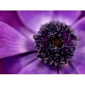  Anenome Coronaria (Crown Anemone) Extreme Close up of Purple Flower 