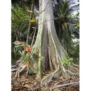  Spreading Roots of a Tree in the Forest of Sao Tomé and 