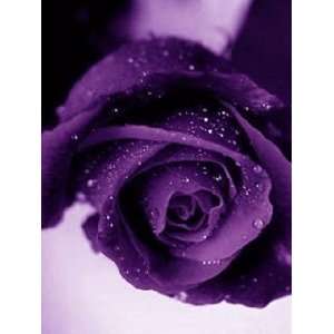  Purple rose 5 seeds great house patio and garden plant 