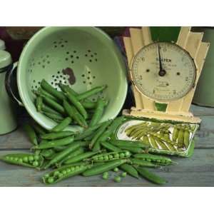 Fresh Garden Peas in an Old Colander with Old Salter Scales and Seed 
