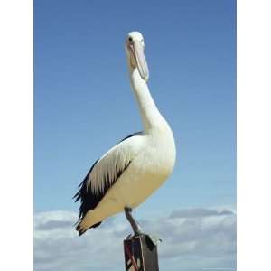  Australian Pelican, Pelecanus Conspicillatus, Shark Bay 