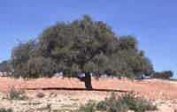 The argan tree is a very resistant tree which can live from 150 to 200 